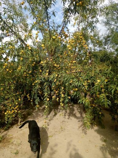 Árbol con frutos después de una sanación