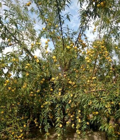Testimonio del Milagros de Lourdes, el resultado es que las cosechas aumentaron y los arboles florecieron